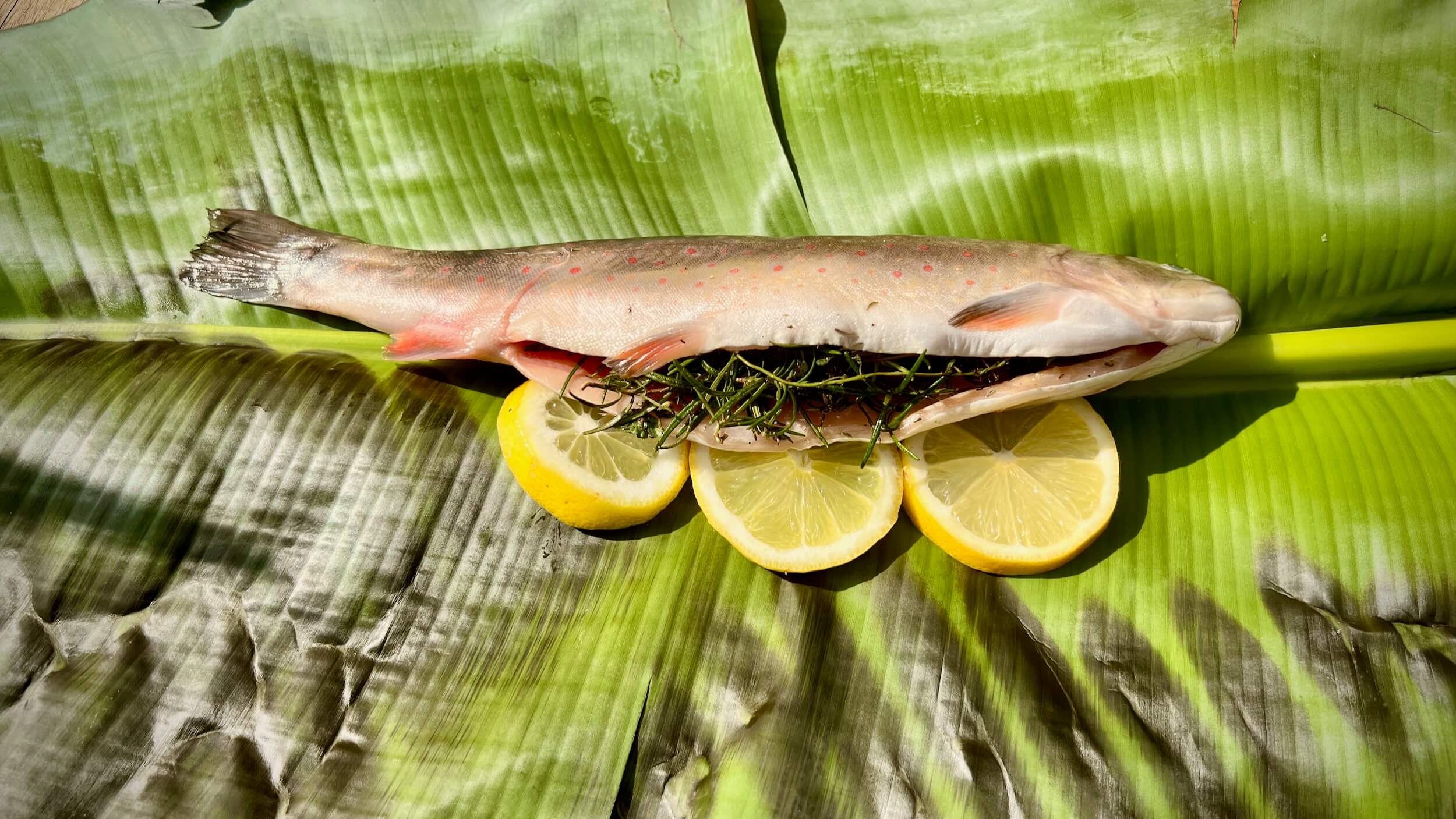 bachsaibling-im-bananenblatt-004